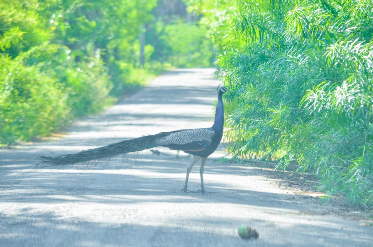Forestville Yala Exteriér fotografie