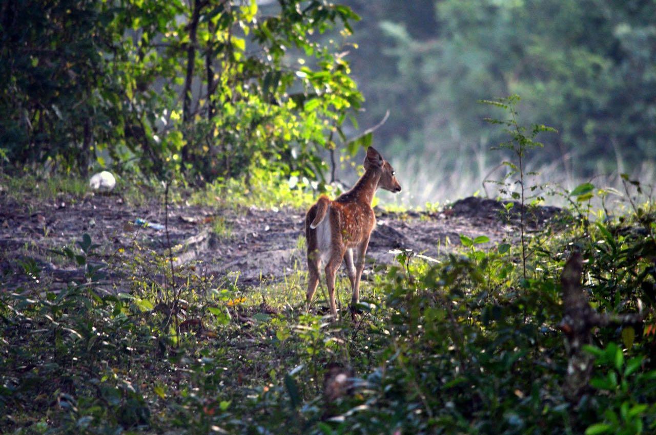 Forestville Yala Exteriér fotografie