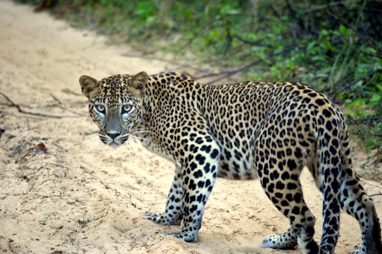 Forestville Yala Exteriér fotografie