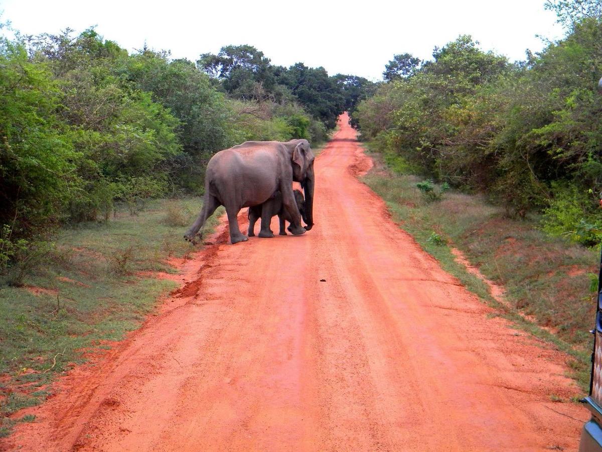 Forestville Yala Exteriér fotografie